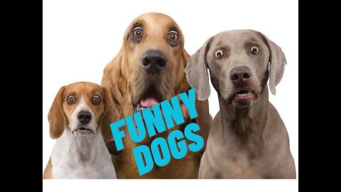 Funny Dogs