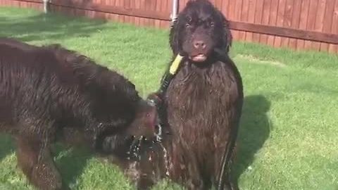 Newfie holds hose for sibling to drink