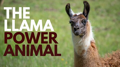 The Llama Power Animal