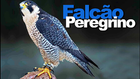 Falcão Peregrino, ave incrível | Peregrine Falcon, an incredible bird | JV Jornalismo Verdade
