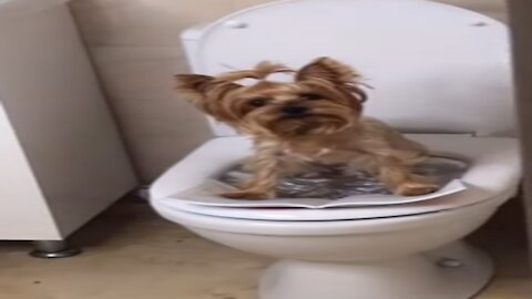 Cute Dog in The Toilet | Funny Videos