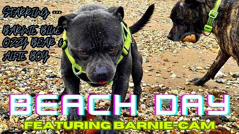 Adorable BLUE STAFFY'S Beach Day with His Friends: Gopro Dog Harness Adventure
