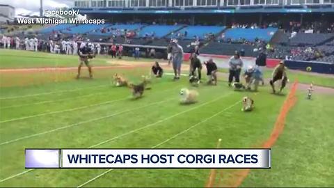 Tigers affiliate hosts Corgi Races at the ballpark