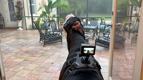 Funny GoPro Wearing Great Dane Catches Rain Drops