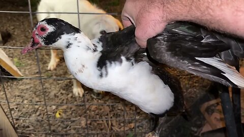 The correct way to hold and handle ducks - especially Muscovy.