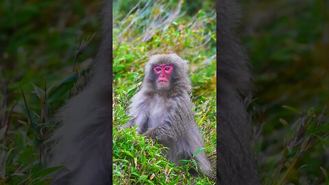The adorable shyness of a wild monkey #relaxingmusic
