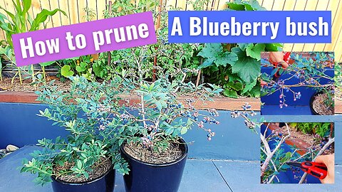 How to prune a Blueberry Bush at home beginners guide