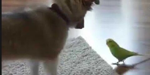 Dog love parrot | Funny video | Viral video | Funny meme Whatsapp status | video | Viral file