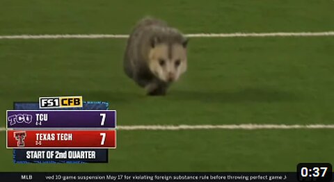 opossum gets dragged off the field during college football game