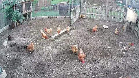 Chicken Cam: Because what is more RELAXING than watching chickens peck and scratch?