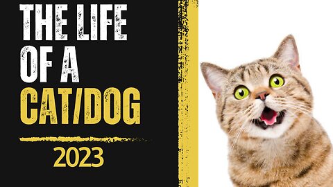 The Life of a Cat/Dog: A Day in the Paws of Our Furry Friend 2023