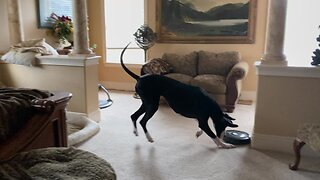 Funny Great Dane Pounces & Bounces On Roomba To Turn It Off