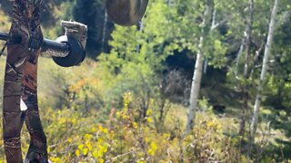 Bear in the Meadow (Colorado 2020 Hunt)