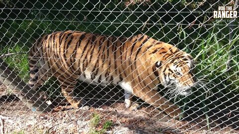 Angry Bengal Tiger In Captivity Warns Tourists To Stay Back!