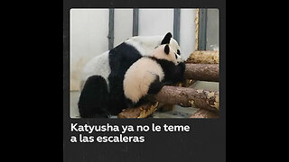 Panda bebé aprende a subir escalones en el Zoo de Moscú