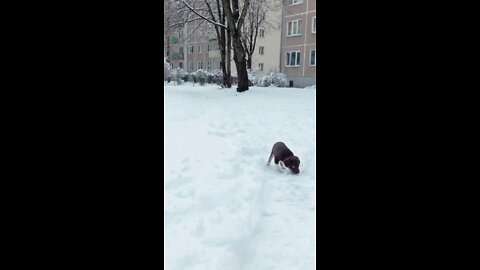 Puppy first time in the snow