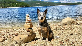 Turquoise Lake Leadville Colorado Amazing ZIPPY BLUE HEELER Crazy Diving Swimming Rocky Mountains