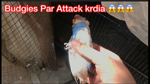 Budgies Attack | Budgies ko kia hugaya 😭