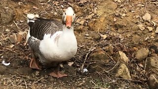 My darling Blair - female pilgrim goose