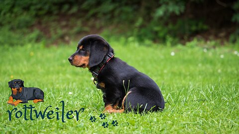 Finally we have the delivery date | rottweiler | cute animal