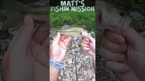 Bass fishing in skinny water (short version)