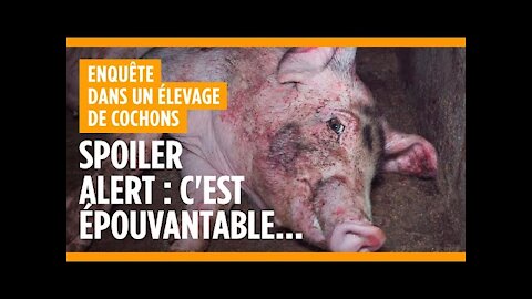Dans l'horreur de l'élevage de cochons de Barais Busolles