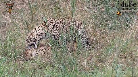 WILDlife: Reluctant Male Leopard Gives In To Flirty Female