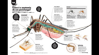 Dengue - Prevenção e Controle - Aedes aegypti e Aedes albopictus