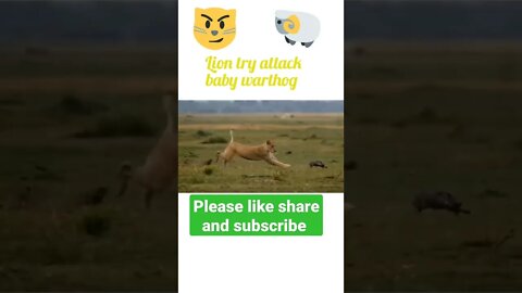 Lion try to attack baby warthog