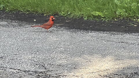 Cardinal makes mistake of not protecting his almonds