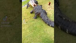 gator brutal fight. #alligator #animals #crocodile