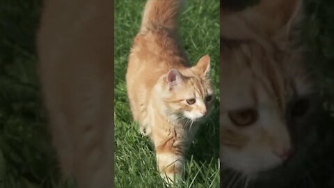Kucing Jahe Berjalan Di Rumput Hijau