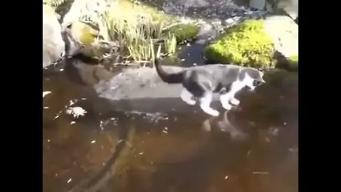 Funny Video - Cat Catch Fish