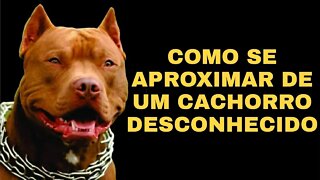 10 DICAS PARA SE APROXIMAR ADEQUADAMENTE DE UM CACHORRO DESCONHECIDO!!!