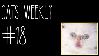 Cats Weekly (#18) – Meowing At Walls