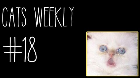 Cats Weekly (#18) – Meowing At Walls