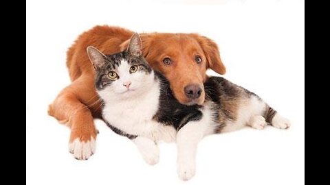 Dog loving with has cat friend nice video of the world