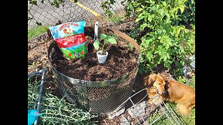 Planting Cucumbers 7/10/23