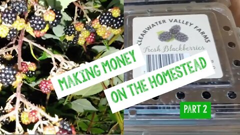 Making Money Blackberries Part 2