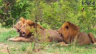 Magnificent African Male Lions