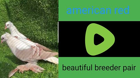 Sadal American breeder pair