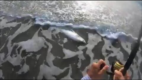 Tarpon on the beach part 2