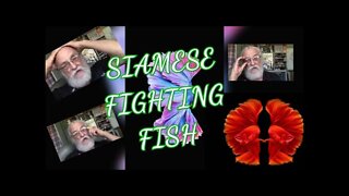 SIAMESE FIGHTING FISH , KEEP THEM HEALTHY AND HAPPY