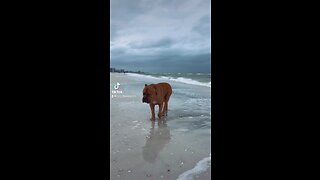 GIANT Pit Bull enjoying his beach walk! 🦁☀️