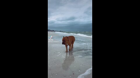 GIANT Pit Bull enjoying his beach walk! 🦁☀️
