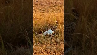 Cheetah Feast #shorts | #ShortsAfrica