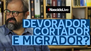 DEVORADOR, CORTADOR E MIGRADOR?