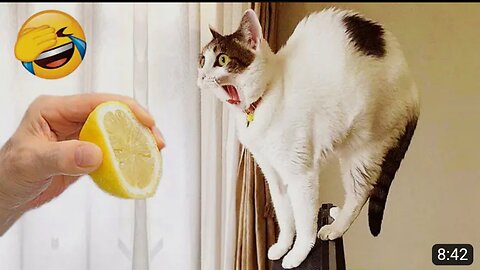 CATS REACTS 😂 | FUNNY CATS🧟
