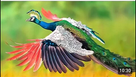 10 Most beautiful Peacocks in The WORLD #