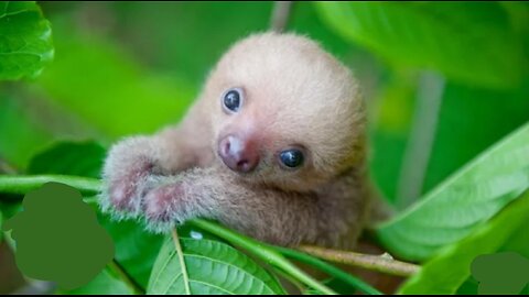 😍Baby Sloths Being Sloths video